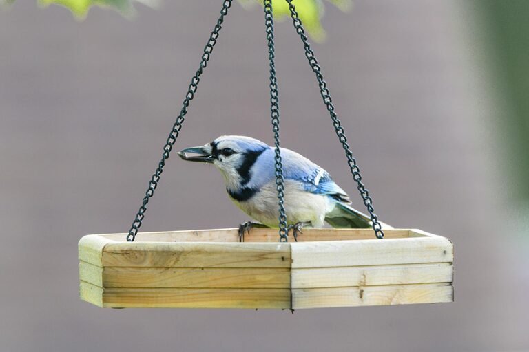 Beginner Tips for Backyard Birdwatching: A Simple Guide to Getting Started